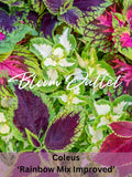 Coleus Seeds 50/400 RAINBOW MIX IMPROVED Shade House Plant Green Yellow-Green Purple Red Bicolored Painted Nettle seeds bulk