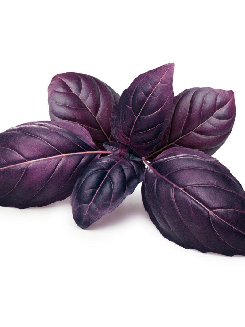 Bulk Organic Dark Opal Purple Basil Seeds,  Ocimum Basilicum OC091C seeds bulk