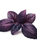 Bulk Organic Dark Opal Purple Basil Seeds,  Ocimum Basilicum OC091C seeds bulk