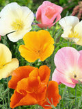 100+ California Poppy Mix Flower Seeds / Poppy Flower Seeds (G74) F seeds bulk