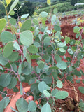 Eucalyptus Polyanthemos seeds - Silver Dollar seeds - Red box - Wedding foliage - Organic - Fresh decor - Garden and Grow - Indoor decor seeds bulk