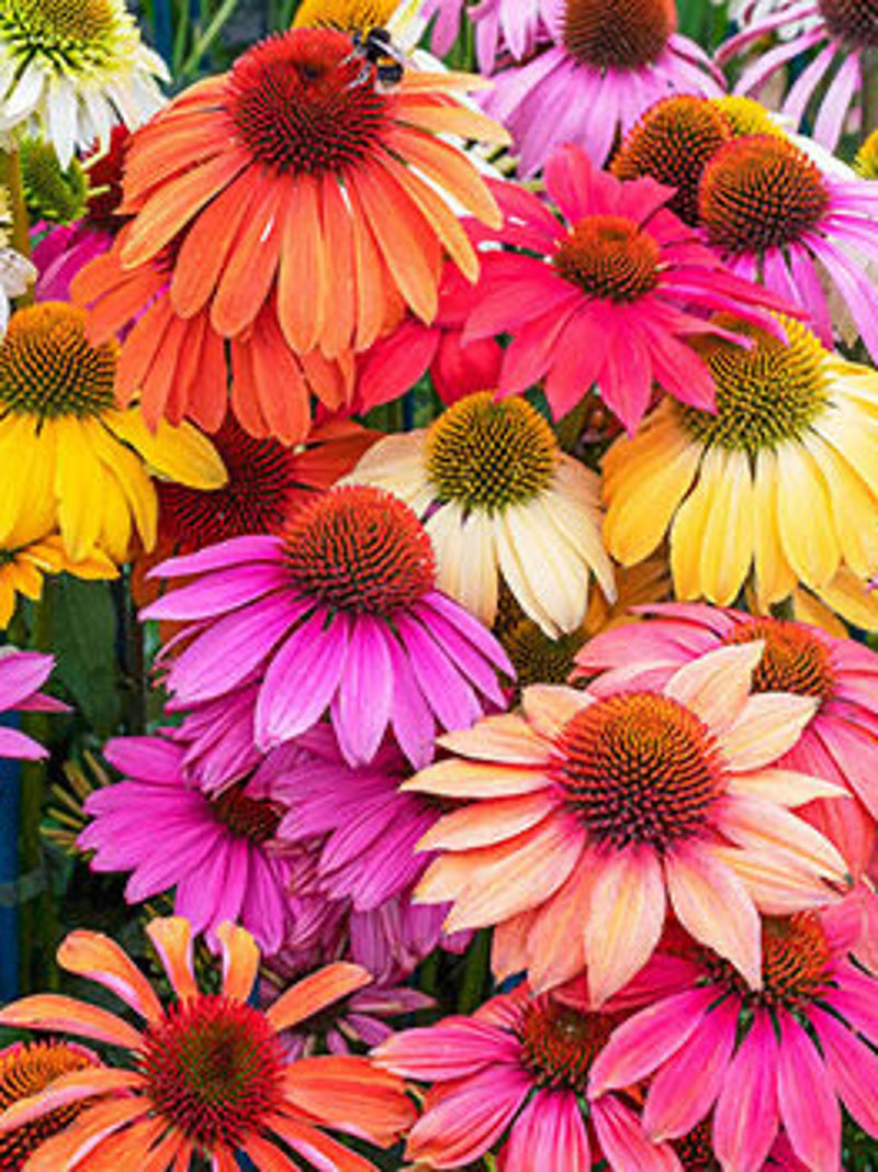 25 seeds CHEYENNE SPIRIT CONEFLOWER Echinacea Orange Red Yellow Purple Pink White Herb Flower Seeds flower seeds