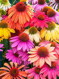 25 seeds CHEYENNE SPIRIT CONEFLOWER Echinacea Orange Red Yellow Purple Pink White Herb Flower Seeds flower seeds