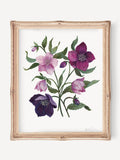 Hellebores Art Print: Vintage Style Floral Watercolor Giclee flower spore