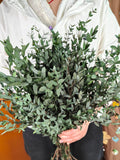 Preserved green Parvifolia Eucalyptus_dry eucalyptus bouquet_vase filling_wedding  decor_home decor_Wreath decor_Dried flower arragement FLOWER DELIVERY