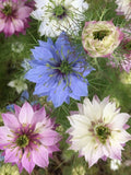 50+ NIGELLA Mix Flower Seeds / Love in a Mist Mix / Fall Sow Where Winters are Mild (G87) F flower seeds