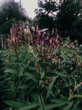Blue Vervain Seed (verbena hastata) Bulk Options Canadian Native WildFlower seeds bulk