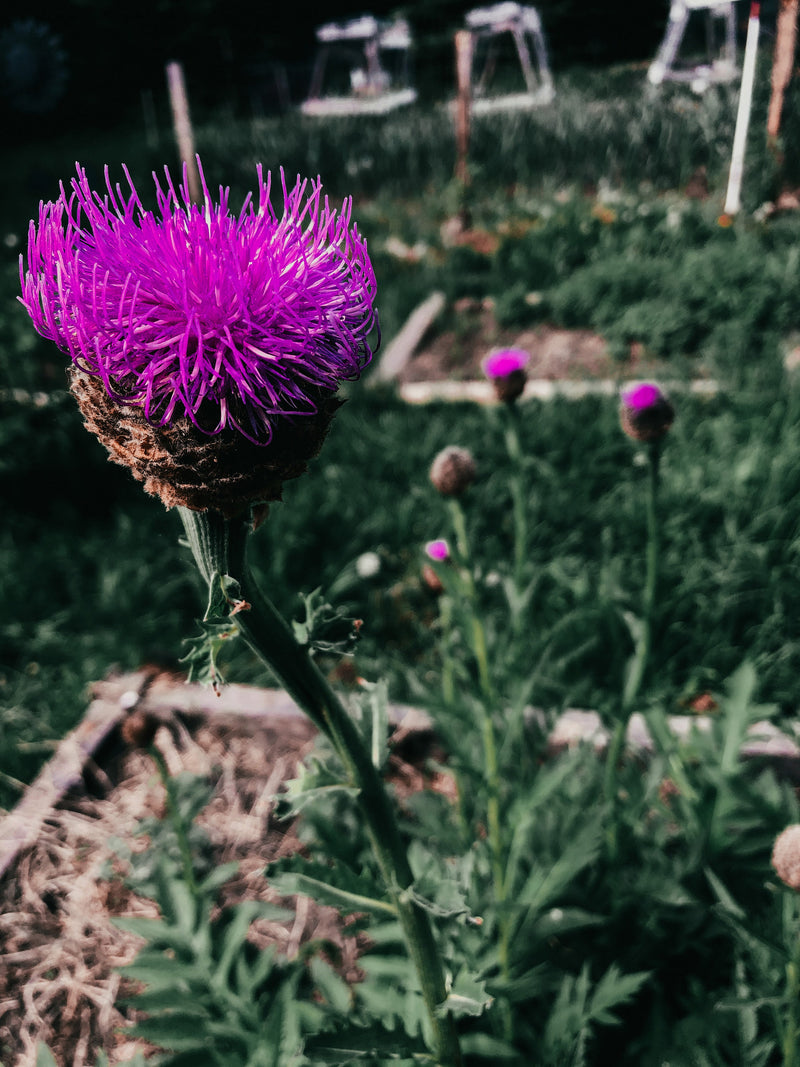 Maralroot (Rhaponticum carthamoides) Seed | Perennial | Cold Hardy Flower | Medicinal Herb | Adaptogen | Canadian Grown Seed flower spore