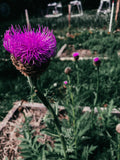 Maralroot (Rhaponticum carthamoides) Seed | Perennial | Cold Hardy Flower | Medicinal Herb | Adaptogen | Canadian Grown Seed flower spore