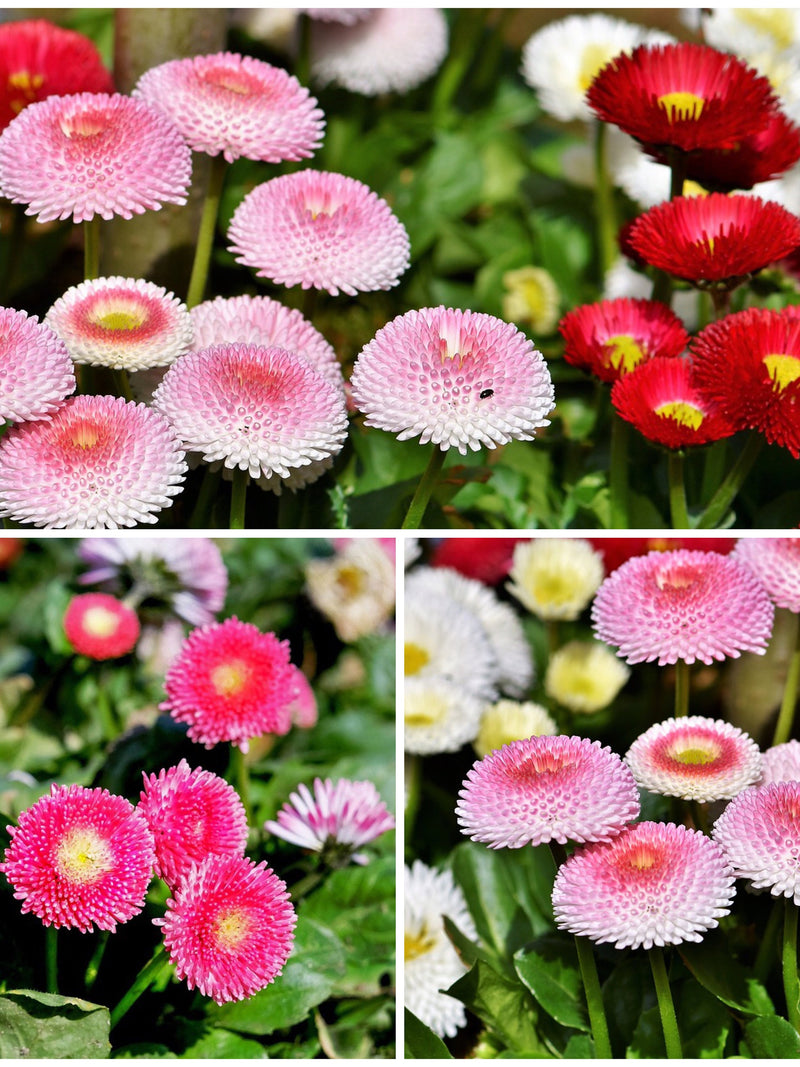 English Daisy Bells Seeds - Giant Double Daisy Bells / Daisy Bellis / Lawn Daisy / Common Daisy with Double Flower Petals / Rock Garden Seed flower seeds