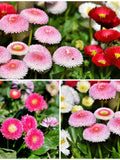 English Daisy Bells Seeds - Giant Double Daisy Bells / Daisy Bellis / Lawn Daisy / Common Daisy with Double Flower Petals / Rock Garden Seed flower seeds