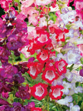 50+ Penstemon Flower Seeds - Sensation Mix / Beardtongue Mix / (G90) F flower seeds