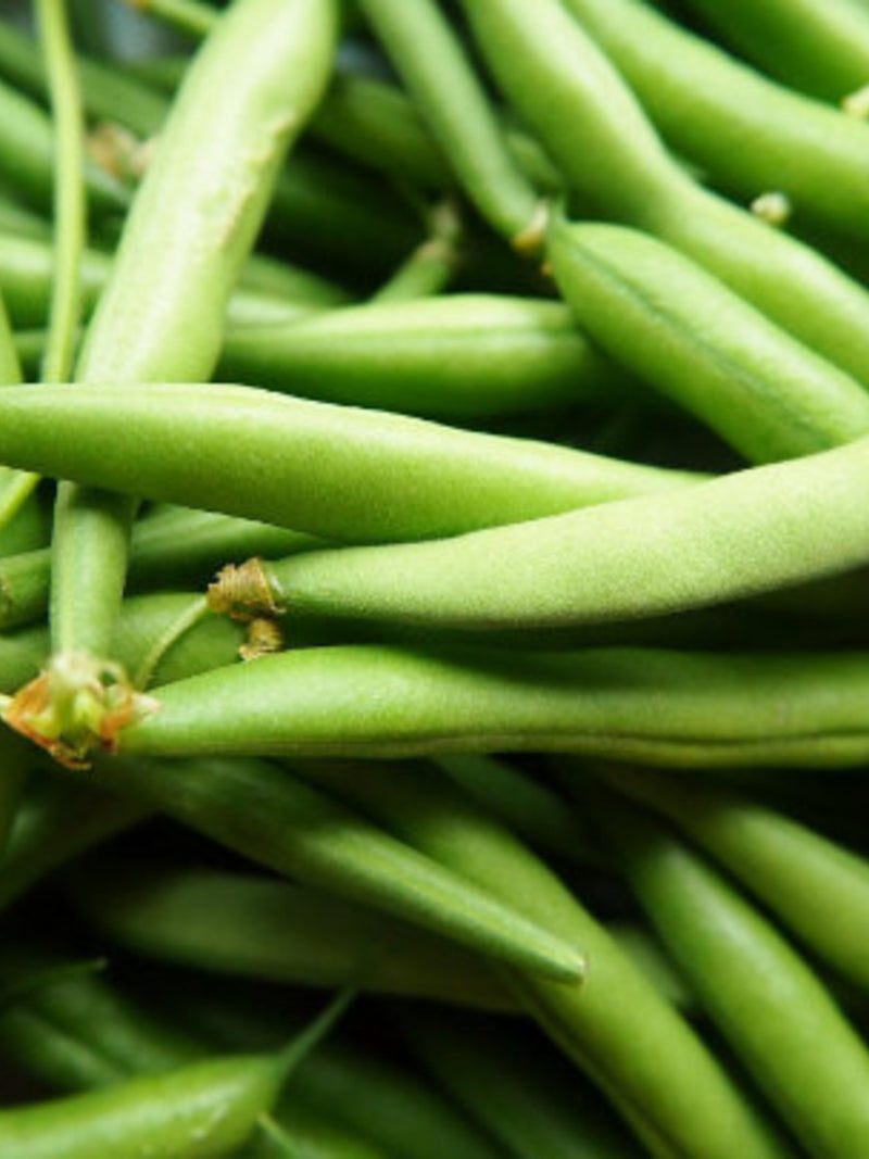50 Contender Green Beans, Phaseolus vulgaris, PV0150 seeds bulk