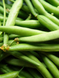 50 Contender Green Beans, Phaseolus vulgaris, PV0150 seeds bulk