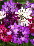 Flower Seeds 100+ Candytuft Fairy Blend Flower Seeds - Annual - Iberis Umbellata All Canadian Heirloom Seeds flower seeds