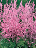 100+ Unique Limonium suworowii Flower Seeds /Pink Pokers / Russian Statice Seeds / (D12) F flower spore
