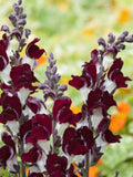 Snapdragon Night and Day Seeds, Deep Red & White Flowers, 50 Seeds flower spore