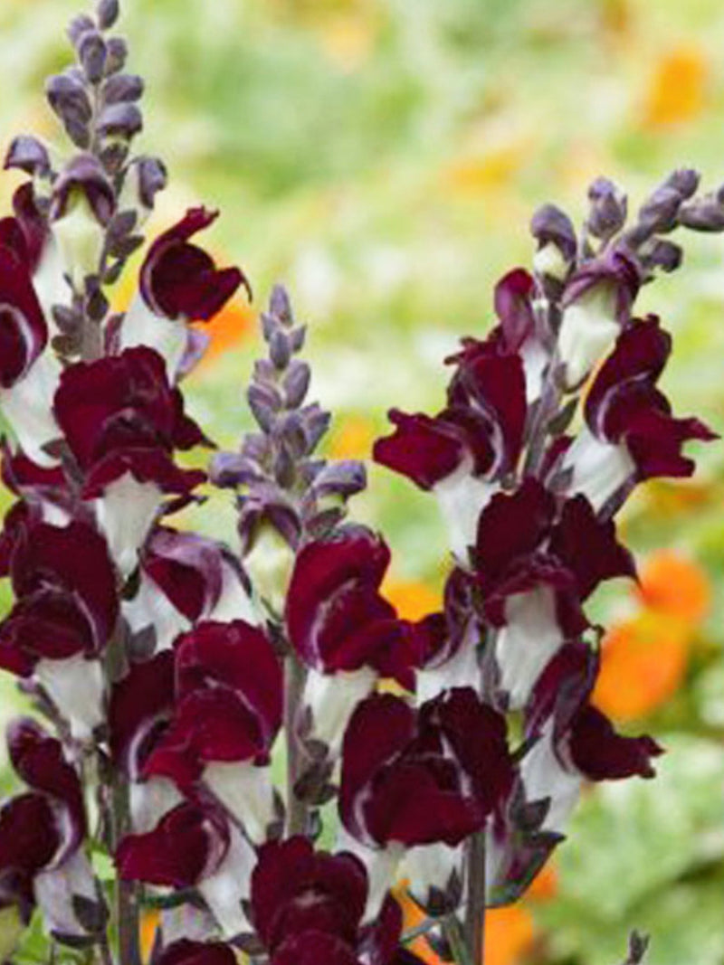 Snapdragon Night and Day Flower seeds, Antirrhinum majus, 50 Seeds flower spore