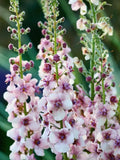 Verbascum Phoeniceum Temptress Flower Mix, Mullein Mix Seeds, English Garden, Cut Flower, 100 Seeds seeds bulk