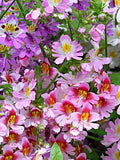 100+ Butterfly Flower Seeds / Angel Wings Mix / Poor Man's OrchidÊ/ Schizanthus Wisetonensis (G72) F flower spore