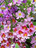 Butterfly Flower Angel Wings Mix, Poor Man's Orchid, Schizanthus Wisetonensis, 100 Seeds flower spore