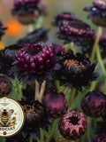 Dragon's Den Black Strawflower Seeds, Dragons Fire x Purple Red, Xerochrysum bracteatum, Helichrysum XC0620 flower seeds