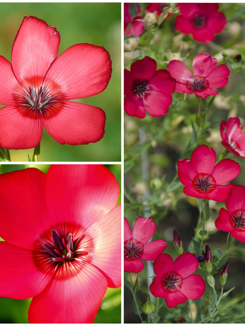 Scarlet Red Flax Seed - Flowering Flax / Crimson Flax / Red Flax / Scarlet Flax / Wildflower / Linum grandiflorum Showy Annual - 50 Seeds flower seeds