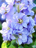 Dwarf Baby Lavender Blue Stock Flower Seeds, Matthiola Incana Garden Blooms, 25 Seeds flower seeds
