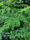 10 Seeds Moringa (Moringa Oleifera) / Malungay NON GMO seeds bulk
