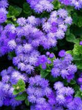 Flower Seeds 200+ Annual Blue Mink Seeds - Ageratum Beautiful Vibrant Blue  Spend 25 Get Free Shipping Promo Code FREESHIP flower spore