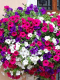 Flower Seeds 500+ Petunia Dwarf Mixed Blend Seeds - Gorgeous Mix Of Colors All Canadian Heirloom Seeds seeds bulk