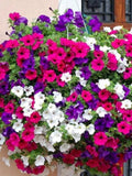 Flower Seeds 1000+ Petunia Dwarf Mixed Blend Seeds - Gorgeous Mix Of Colors All Canadian Heirloom Seeds flower seeds