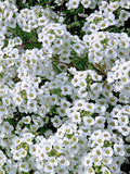 Sweet Alyssum White Snowcloth Seeds, Lobularia maritima, Fragrant Scented Flowers, Cottage Garden, 50 Seeds flower seeds