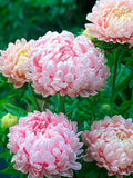 Aster Duchess Peony Apricot Pink Seeds, Callistephus chinensis, Flower Bouquet, Cut Flower, 25 Seeds seeds bulk