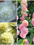 PERENNIAL DOUBLE HOLLYHOCK Seeds - Apple blossom / Rose / White / Red / Yellow and Salmon Chaters Double Hollyhocks - 25+ Hollyhock Seeds flower seeds