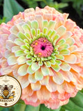 Queen Lime Blush Zinnia Seeds, Zinnia Elegans, Queen Series ZE0810 seeds bulk