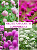 GLOBE AMARANTH Seeds - GOMPHRENA All Colour / Amaranthus / Edible Plant / Cut Flower Garden Purple Pink and White Globe Flowers - 50+ Seeds flower seeds