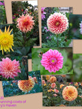 Dahlia SEEDS organically grown mix from various plants in my garden. Funds to Harry's Haven Rescue seeds bulk