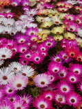 Flower Seeds 150+ Ice Plant Mixed Colors - Perennial-All Canadian Heirloom Seeds seeds bulk