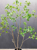 Artificial Japanese Enkianthus Tree Faux faux plants
