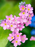 Alpine Forget Me Not Pink Flower Seeds, Myosotis alpestris, 50 Seeds flower seeds