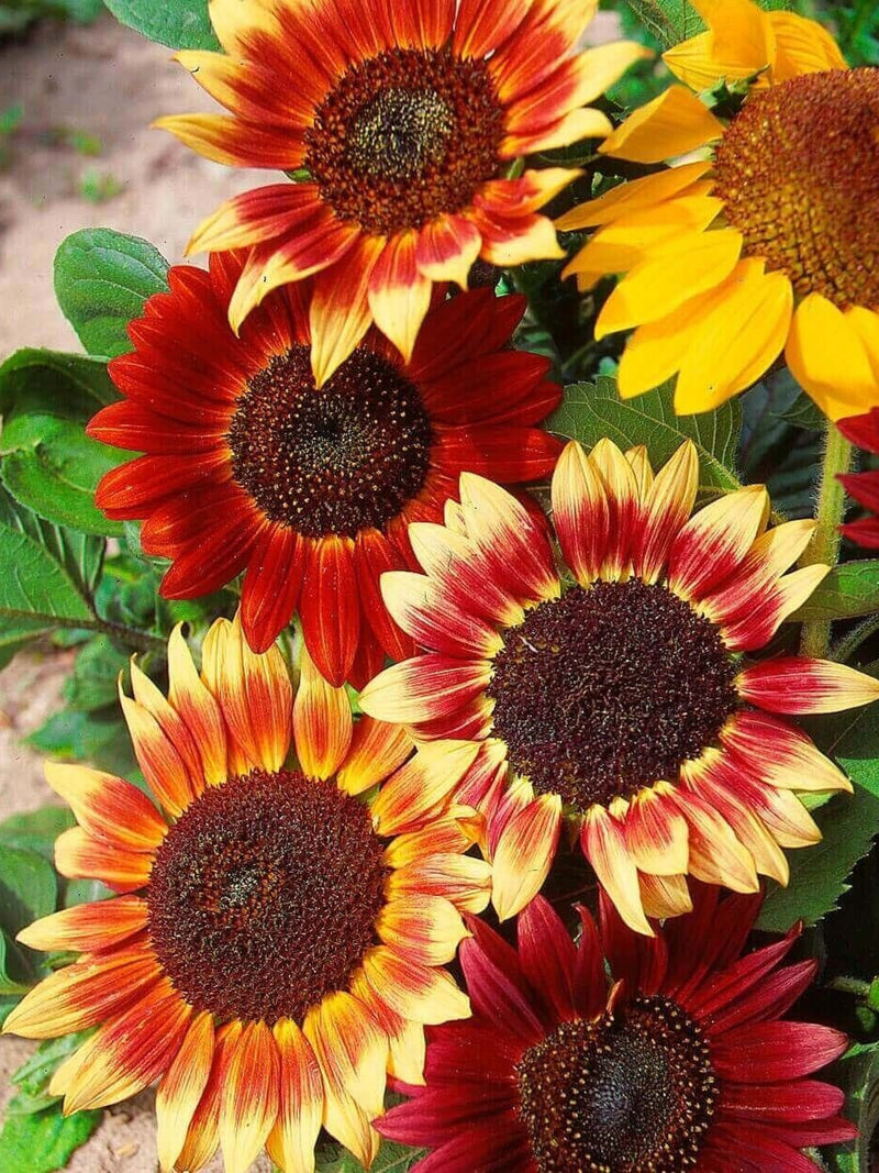 Flower Seeds 25+ Sunflower Seeds - Colourful Fashion Blend - Helianthus Annus- Annual All Canadian Heirloom Seeds flower seeds