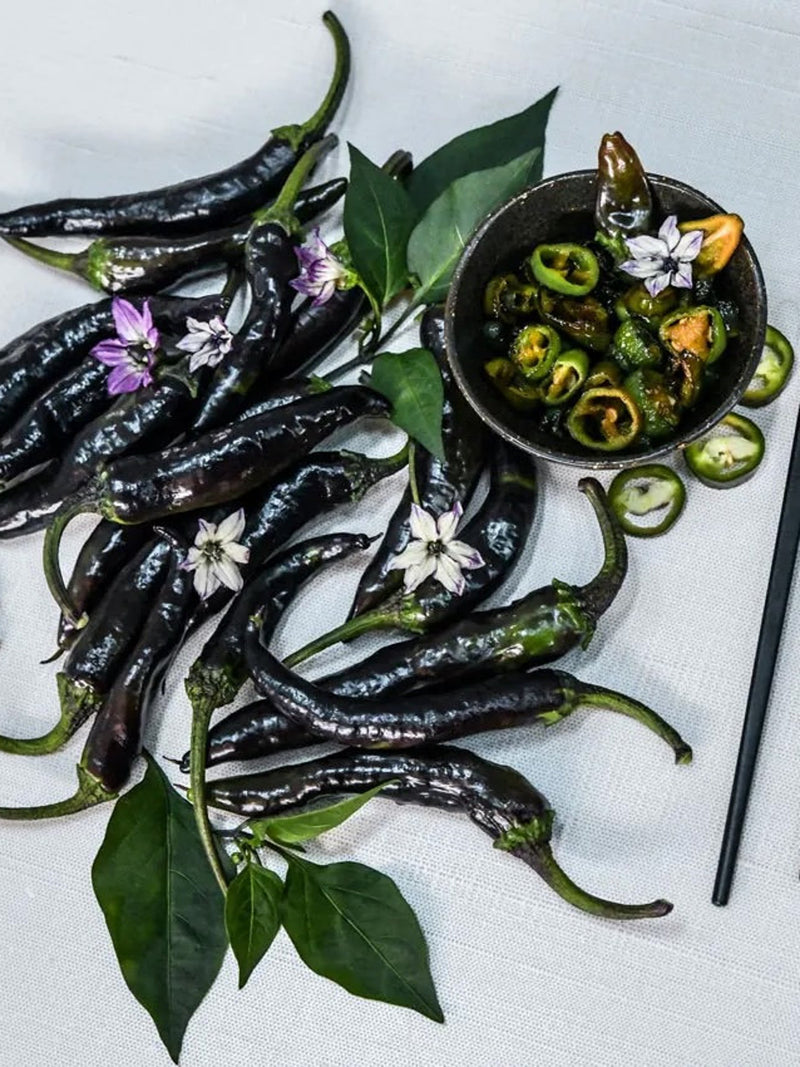 Murasaki Purple Sweet Pepper - Heirloom Seeds organic (pack 15 seeds) seeds bulk