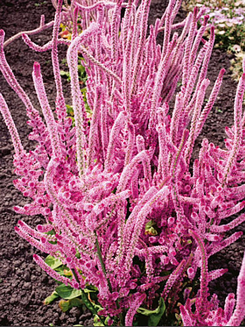 Limonium suworowii, Pink Pokers, Russian Statice Seed, 100 Seeds flower seeds
