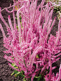 Limonium suworowii, Pink Pokers, Russian Statice Seed, 100 Seeds flower seeds