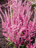 Limonium suworowii, Pink Pokers, Russian Statice Seed, 100 Seeds flower spore