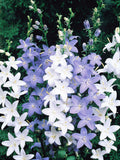 Campanula Pyramidalis Mixed, Chimney Bellflower, Cottage Garden Flower, 50 Seeds flower seeds