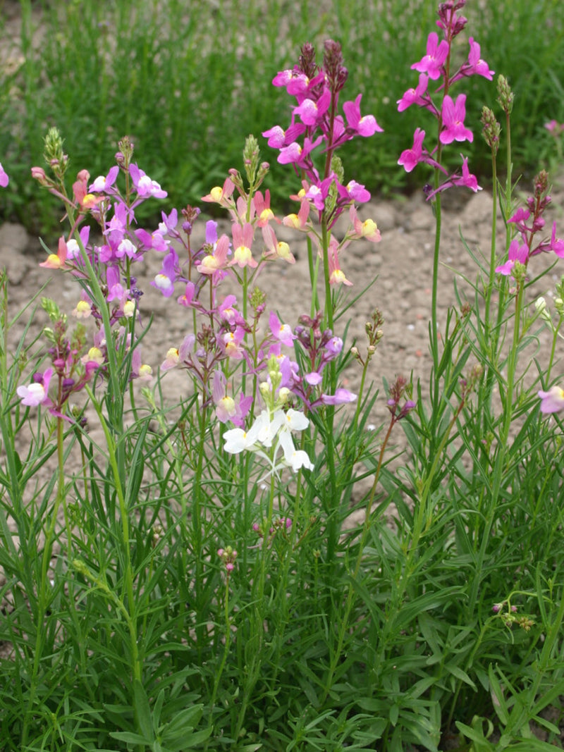 Linaria Northern Lights Mix Garden Seeds, Toadflax, Baby Snapdragon, Linaria maroccana, English Garden, 100 Seeds flower seeds