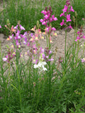 Linaria Northern Lights Mix Garden Seeds, Toadflax, Baby Snapdragon, Linaria maroccana, English Garden, 100 Seeds flower seeds