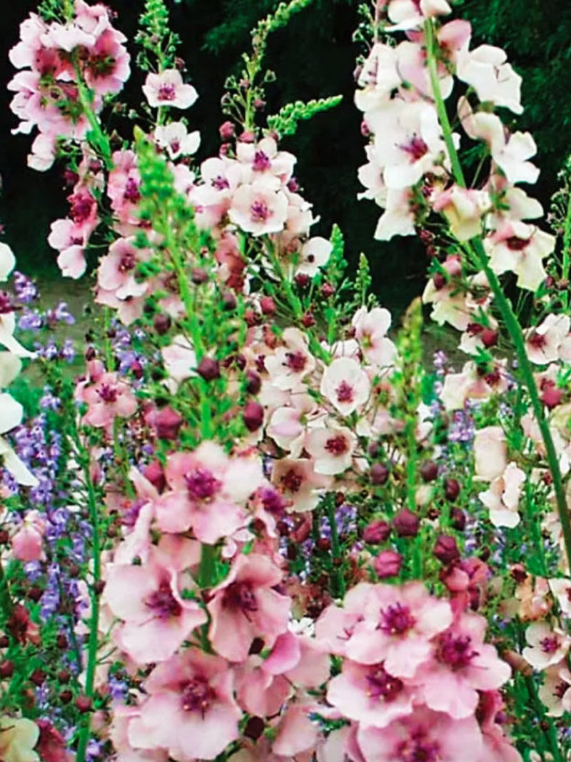 Verbascum Phoeniceum Temptress Flower Seeds, Mullein Mix, Cottage Garden Bouquets, 100 Seeds flower seeds